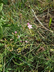 Centaurium erythraea