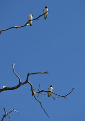 Artamus leucorynchus