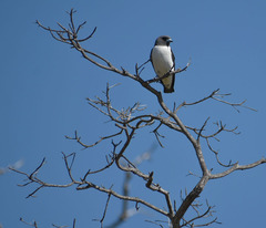 Artamus leucorynchus