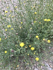 Pulicaria paludosa