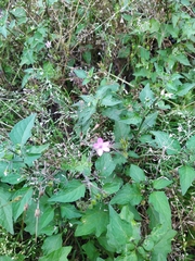 Geranium robertianum