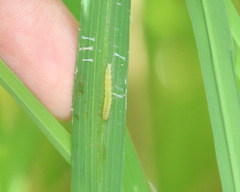 Cnaphalocrocis medinalis