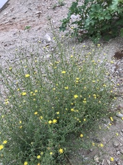 Pulicaria paludosa