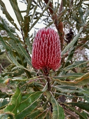 Banksia menziesii
