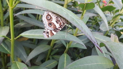 Vanessa virginiensis