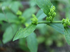 Solidago squarrosa