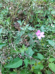 Geranium robertianum