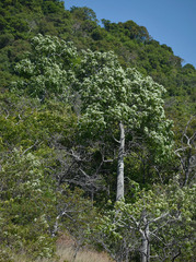 Brachychiton australis