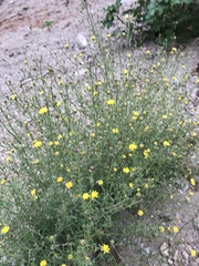 Pulicaria paludosa