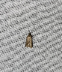 Acompsia cinerella