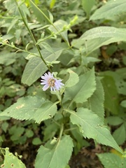 Symphyotrichum drummondii
