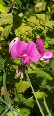 Lathyrus