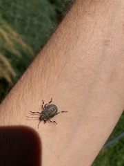 Brochymena quadripustulata