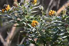 Callistachys lanceolata