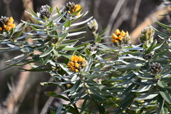 Callistachys lanceolata