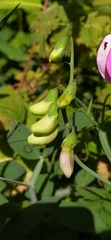 Lathyrus