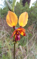 Diuris magnifica