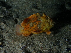 Phyllophryne scortea