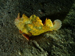 Phyllophryne scortea