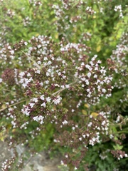 Valeriana officinalis