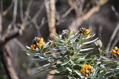 Callistachys lanceolata