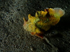 Phyllophryne scortea