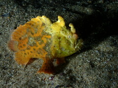 Phyllophryne scortea