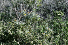 Callistachys lanceolata