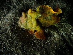 Phyllophryne scortea