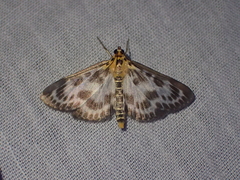 Anania hortulata