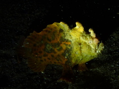 Phyllophryne scortea
