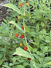 Streptopus amplexifolius