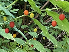 Streptopus amplexifolius