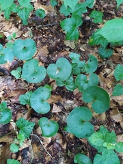 Asarum europaeum