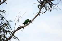 Barnardius zonarius