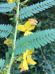 Chamaecrista