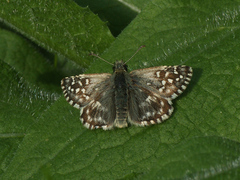 Pyrgus malvae