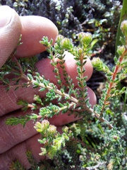 Erica parviflora