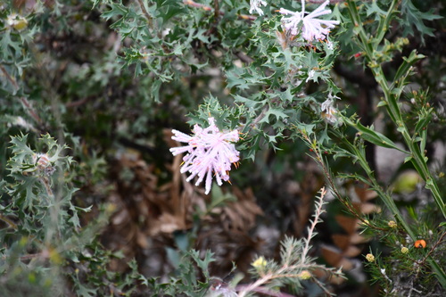 Image of Isopogon baxteri by (c) Thomas Mesaglio, some rights reserved (CC BY)