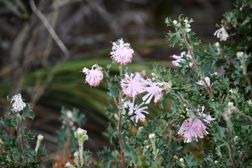 Image of Isopogon baxteri by (c) Thomas Mesaglio, some rights reserved (CC BY)