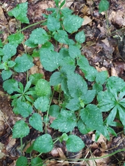 Lamium galeobdolon