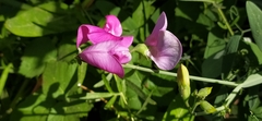 Lathyrus