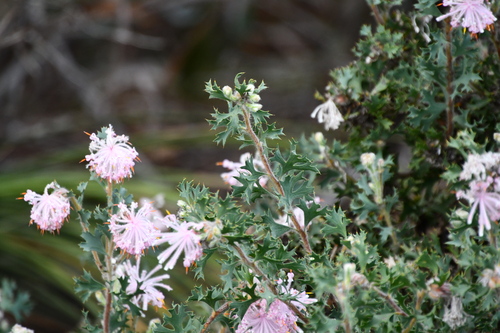 Image of Isopogon baxteri by (c) Thomas Mesaglio, some rights reserved (CC BY)