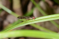 Baccha elongata