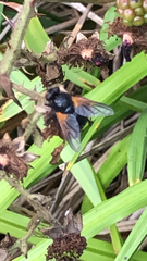 Mesembrina meridiana