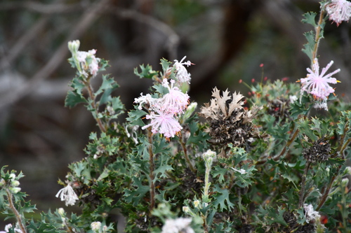 Image of Isopogon baxteri by (c) Thomas Mesaglio, some rights reserved (CC BY)