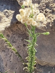 Erigeron bonariensis