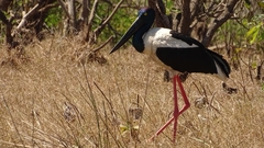 Ephippiorhynchus asiaticus