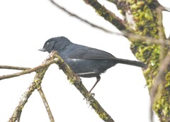 Diglossa albilatera