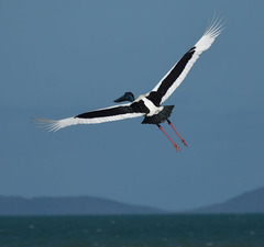 Ephippiorhynchus asiaticus